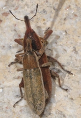 Lixus punctiventris
