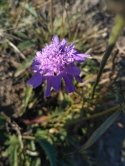 Scabiosa comosa