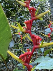 Heliconia richardiana