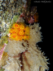 Tubastraea coccinea
