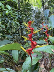 Heliconia richardiana