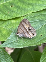Cissia penelope