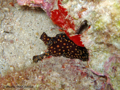 Pseudobiceros pardalis