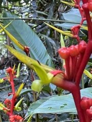 Heliconia richardiana