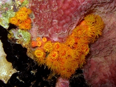 Tubastraea coccinea