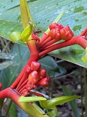Heliconia richardiana