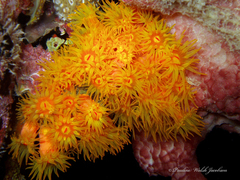 Tubastraea coccinea