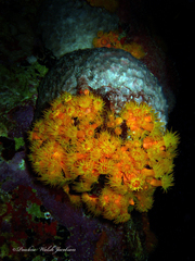 Tubastraea coccinea