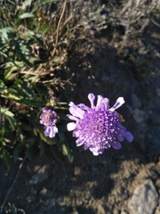 Scabiosa comosa
