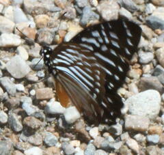 Graphium macareus