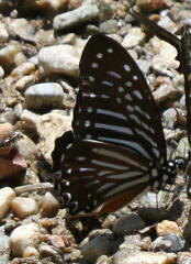Graphium macareus
