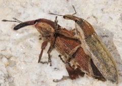 Lixus punctiventris