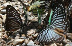 Graphium macareus