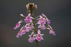 Epidendrum calanthum