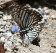 Graphium macareus