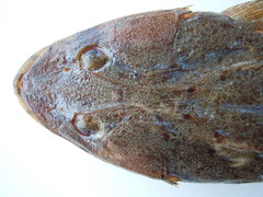 Platycephalus australis