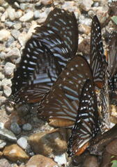 Graphium macareus