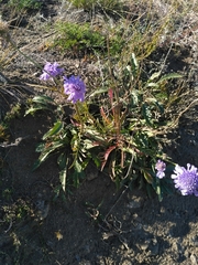 Scabiosa comosa