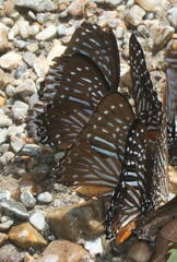 Graphium macareus