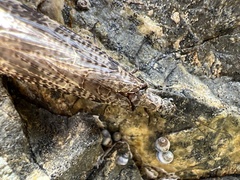 Archichauliodes diversus
