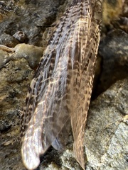 Archichauliodes diversus