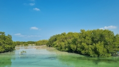 Avicennia marina