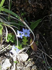 Gentiana prostrata