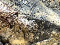 Archichauliodes diversus