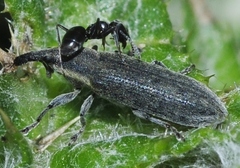 Epimeces