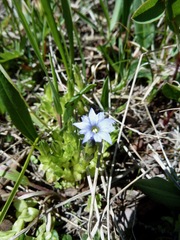 Gentiana prostrata