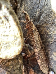 Archichauliodes diversus