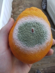 Penicillium digitatum