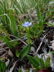 Gentiana prostrata