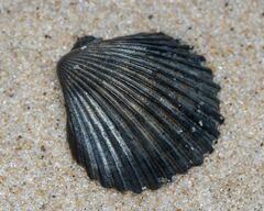 Argopecten