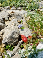 Gentiana prostrata