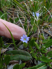 Gentiana prostrata
