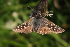 Pyrgus malvoides