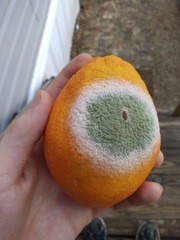 Penicillium digitatum