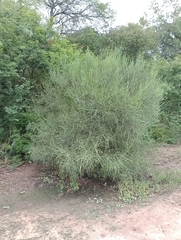 Prosopis kuntzei
