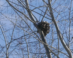 Dolichovespula maculata