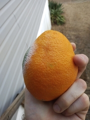 Penicillium digitatum