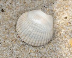 Lunarca