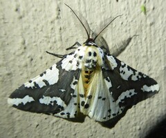 Rhodophthitus commaculata