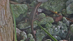 Emoia adspersa