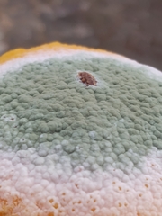 Penicillium digitatum