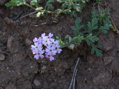 Glandularia berteroi
