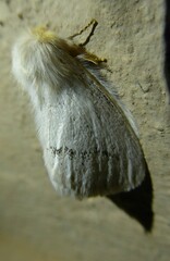 Phiala