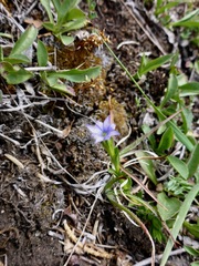 Gentiana prostrata