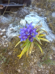 Gentiana decumbens