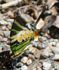 Graphium antiphates